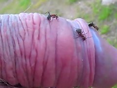 Kinky dude pokes his small cock into an ant hill and enjoys it
